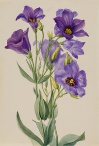 Eustoma russelianum, ca. frühe 1930er Jahre