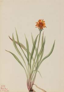Falscher Löwenzahn (Agoseris aurantiaca) von Mary Vaux Walcott