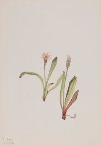 Falscher Löwenzahn Agoseris carnea, 1918 von Mary Vaux Walcott