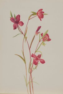 Abschied vom Frühling (Godetia amoena lilja) von Mary Vaux Walcott