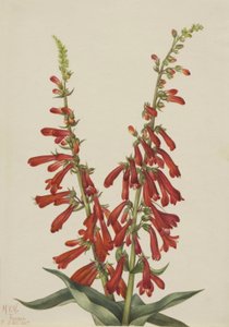 Feuer-Penstemon (Pentstemon eatonii)