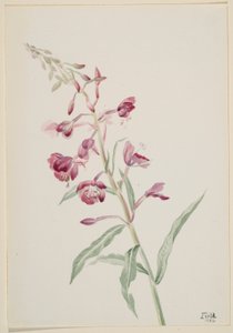 Schmalblättriges Weidenröschen (Epilobium angustifolium) von Mary Vaux Walcott