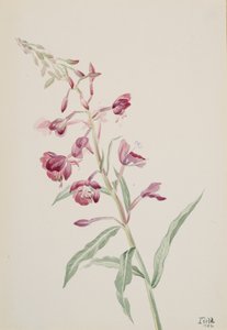 Schmalblättriges Weidenröschen Epilobium angustifolium, 1902