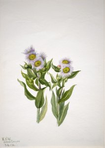 Feinstrahl (Erigeron macranthus) von Mary Vaux Walcott