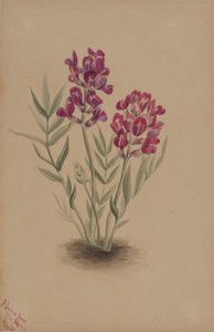 Blumen von der Mesa von Mary Vaux Walcott