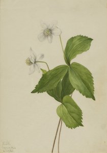 Wald-Anemone Anemone deltoidea, 1925