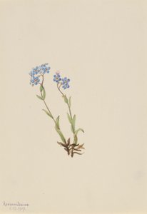 Vergissmeinnicht (Myosotis alpestris)