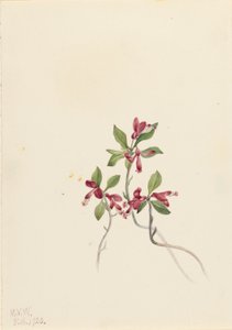 Fransige Polygala (Polygala paucifolia) von Mary Vaux Walcott