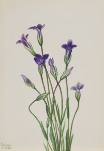 Enzian Gentiana holopetala, 1936 von Mary Vaux Walcott