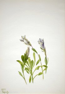 Enzian Gentiana newberri