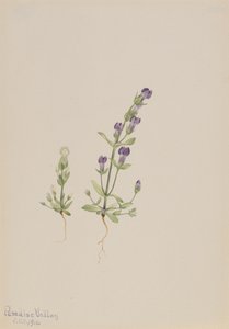 Gentiana propingua, 1916 von Mary Vaux Walcott