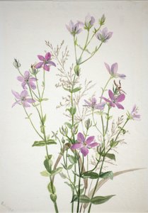 Gentianacease sabbalia angularis von Mary Vaux Walcott