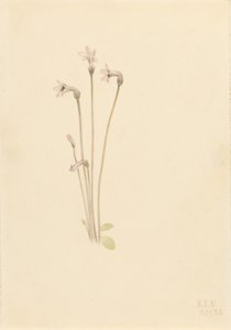 Geisterpflanze (Thalesia uniflora) von Mary Vaux Walcott