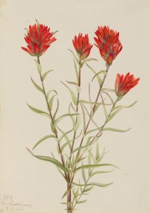 Riesen-Rotklee (Castilleja miniata)