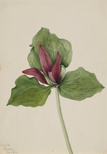 Riesen-Trillium Trillium chloropetalum, 1921 von Mary Vaux Walcott