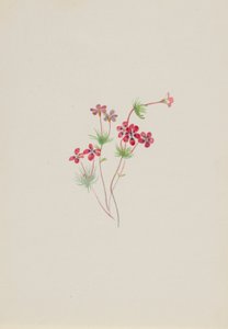 Gilia linanthus parviflorus von Mary Vaux Walcott