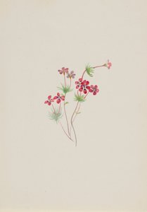Gilia linanthus parviflorus von Mary Vaux Walcott