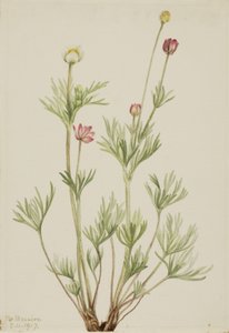 Kugel-Anemone (Anemone globosa) von Mary Vaux Walcott
