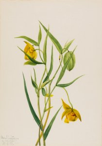 Goldene Feenlaterne, 1936