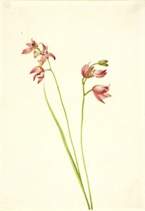 Grasrosa Orchidee (Limodorum tuberosum)