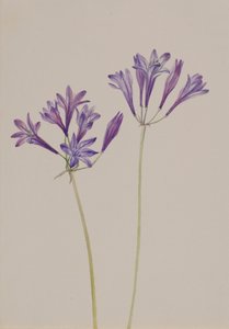 Grasnuss Brodiaea laxa, 1933 von Mary Vaux Walcott