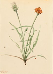 Grasblättrige Agoseris (Agoseris graminifolia)