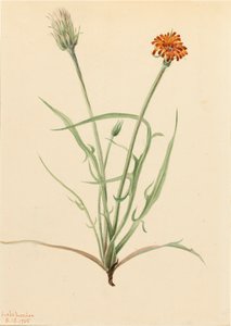 Grasblättrige Agoseris Agoseris graminifolia von Mary Vaux Walcott