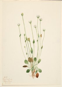 Graues Greiskraut (Senecio canus) von Mary Vaux Walcott