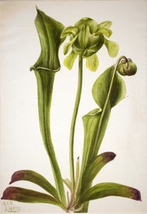 Grüne Kannenpflanze Sarracenia orephila, 1933