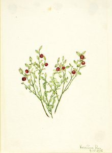 Grouse Whortleberry (Vaccinium scoparium) von Mary Vaux Walcott