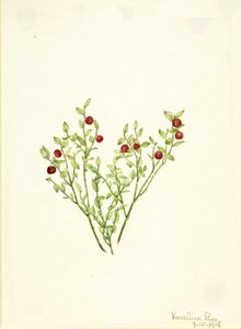 Grouse Whortleberry Vaccinium scoparium, 1918 von Mary Vaux Walcott