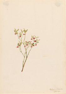 Grouse Whortleberry Vaccinum scoparium, 1916 von Mary Vaux Walcott