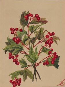 Grouseberry (Viburnum americanum) von Mary Vaux Walcott
