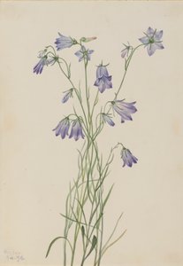 Harebell Campanula rotundifolia, 1916 von Mary Vaux Walcott