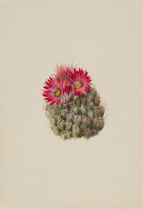 Igelkaktus Coryphantha arizonica, 1933