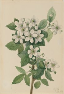 Hochbusch-Brombeere (Rubus argutus)