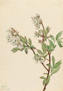 Hohe Heidelbeere (Vaccinium corymbosum) von Mary Vaux Walcott