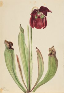 Hybride Kannenpflanze, 1920