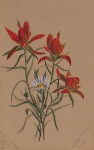 Indischer Malerpinsel Castilleja rhexifolia, 1883