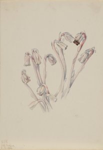 Indianer-Pfeife (Monotropa uniflora)