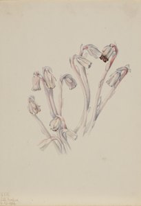 Indianer-Pfeife Monotropa uniflora, 1926