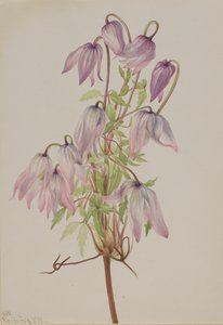 Jicarilla Clematis pseudoalpina, 1933