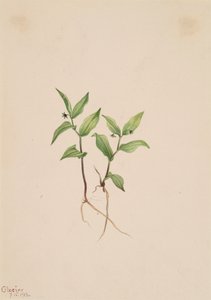 Kruhsea Kruhsea streptopoides, 1913 von Mary Vaux Walcott