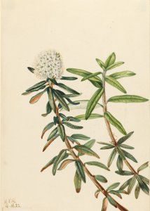 Labrador-Tee (Ledum groenlandicum) von Mary Vaux Walcott