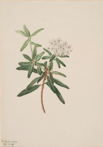 Labrador-Tee (Ledum groenlandicum)