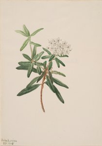 Labrador-Tee Ledum groenlandicum