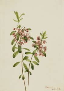 Lammgift (Kalmia angustifolia) von Mary Vaux Walcott