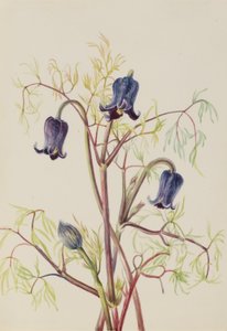 Lederblume (Clematis hirsutissima)