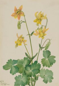 Zitronen-Akelei Aquilegia flavescens, 1925
