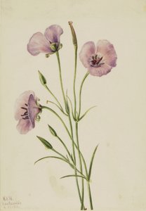 Flieder-Mariposa Calochortus splendens, 1926 von Mary Vaux Walcott